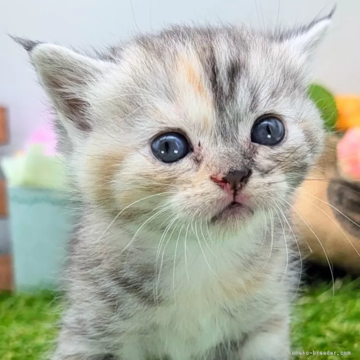 ID：2410-01268の子猫