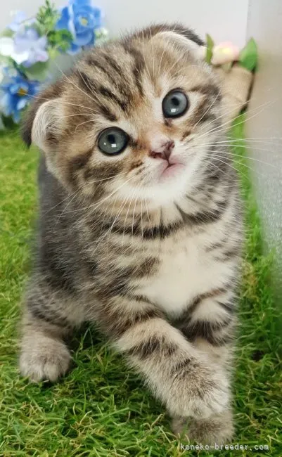 ID：2307-01611の子猫
