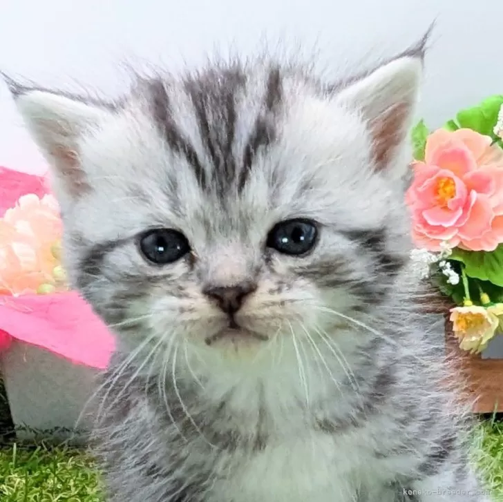 ID：2410-01306の子猫