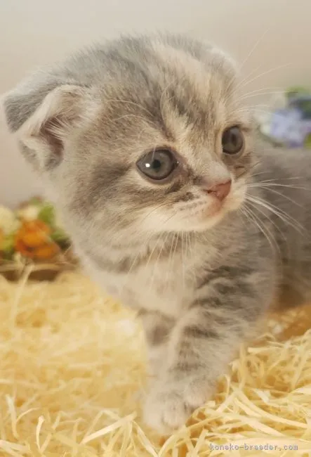 ID:2104-01696の子猫