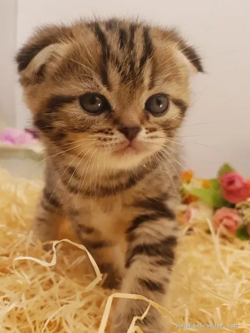 ID:2004-01350の子猫