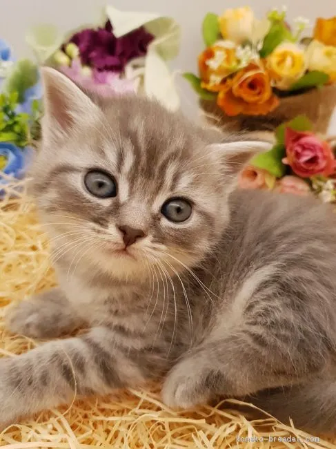 ID:2002-00663の子猫