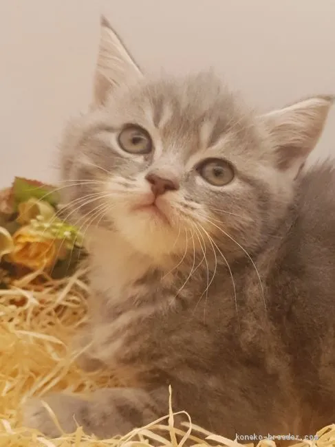 ID:2004-01935の子猫