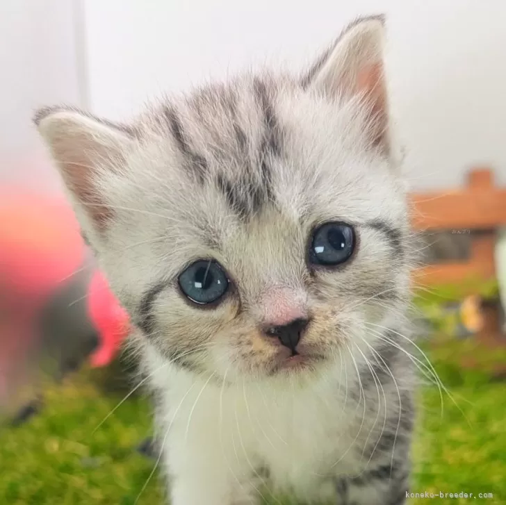 ID:2410-00564の子猫