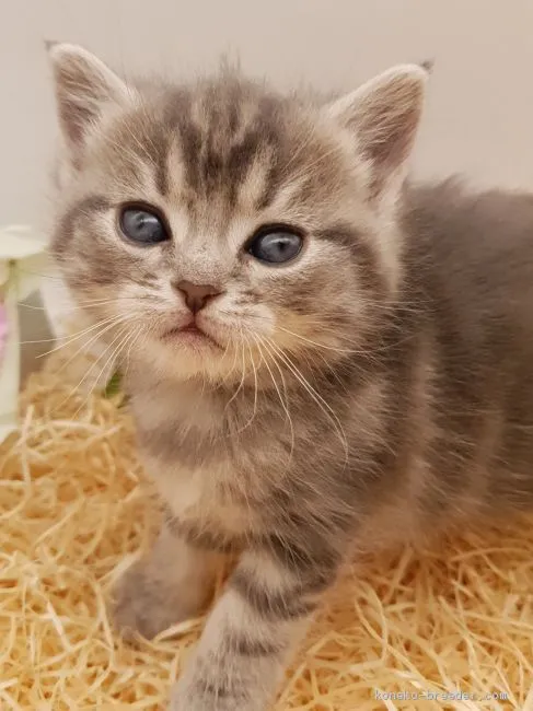 ID:2002-00665の子猫