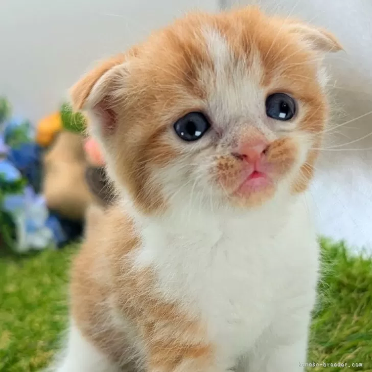 ID:2410-00685の子猫