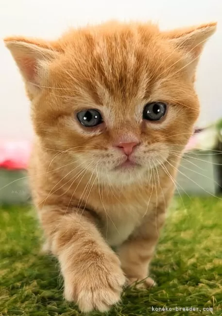 ID：2403-00706の子猫