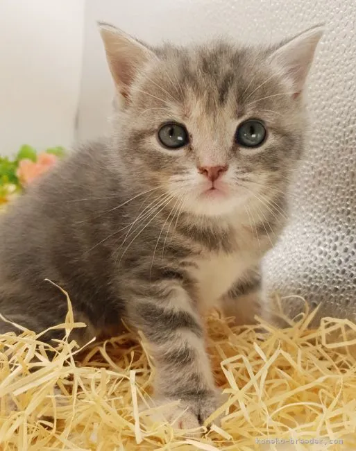 ID:2205-02216の子猫