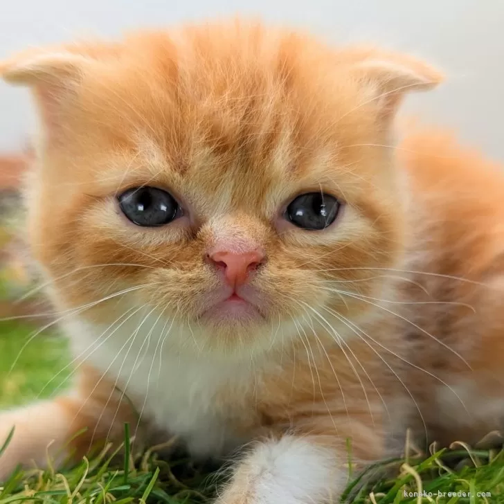 ID：2410-00683の子猫