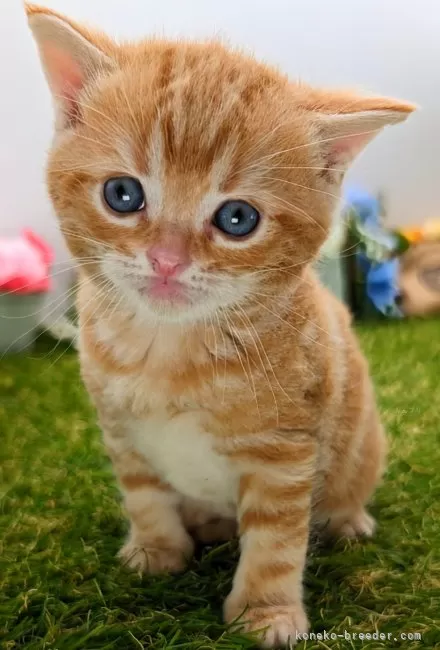 ID:2403-00709の子猫