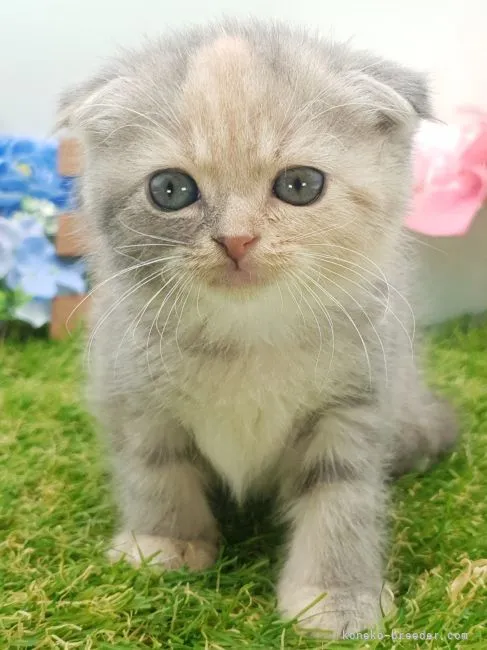 さやさや 様のお迎えした子猫