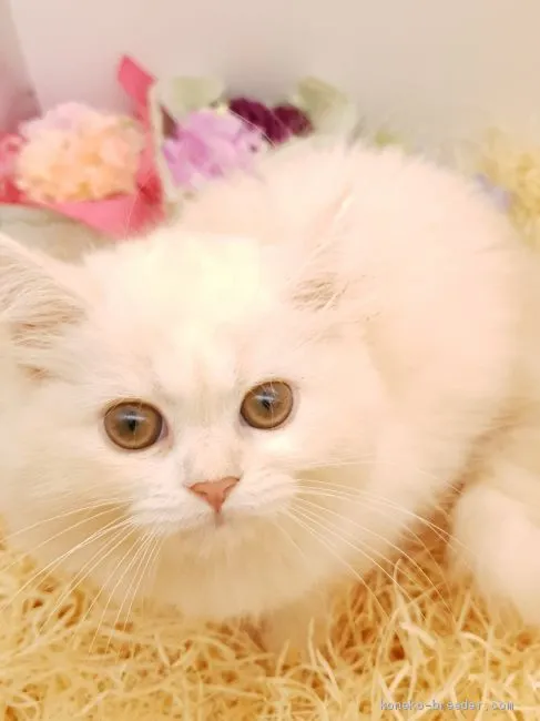 ID：1908-01008の子猫