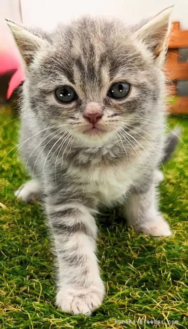 ID：2405-02239の子猫