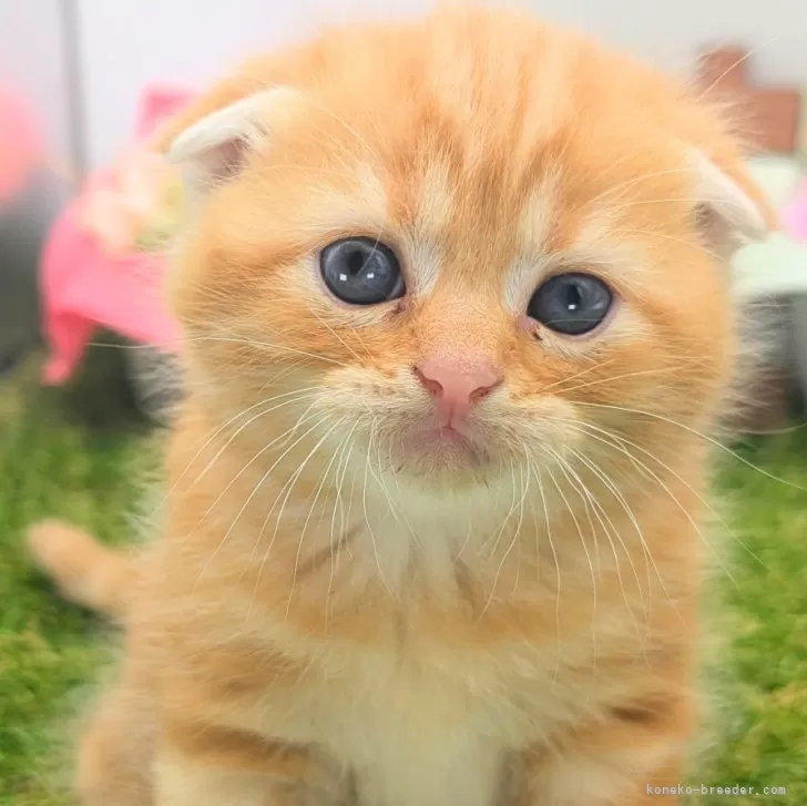 ID:2410-00533の子猫
