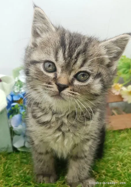 ID：2301-01239の子猫