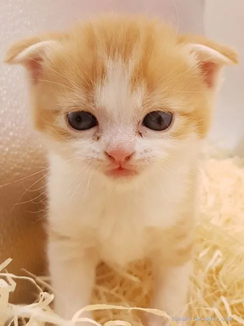 ID:1905-00240の子猫