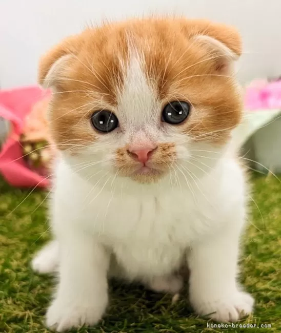 ID：2401-02219の子猫