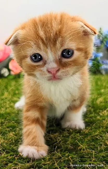 ID:2404-01480の子猫