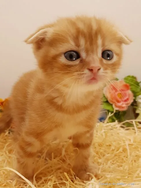 ID:2004-02325の子猫