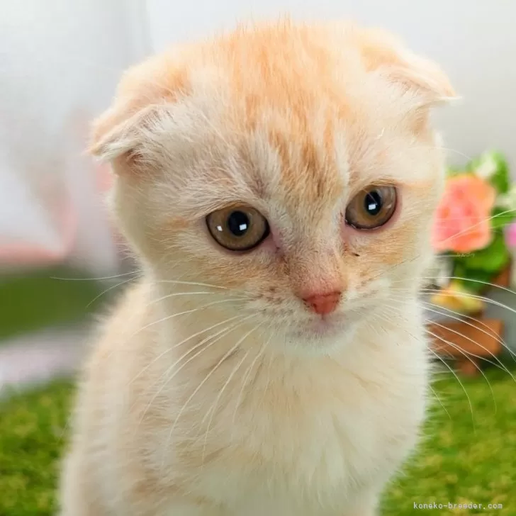 ID：2410-00534の子猫