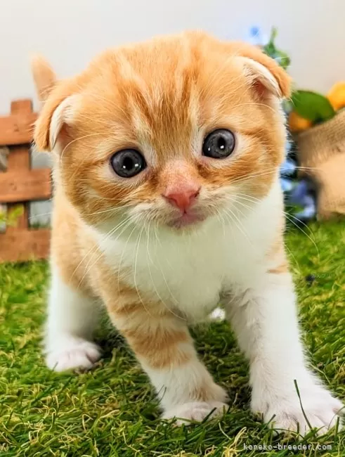 ID：2403-02923の子猫