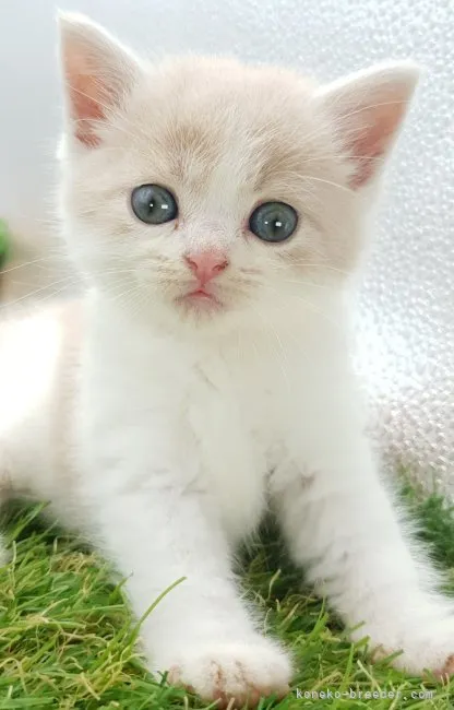 ID：2308-02068の子猫