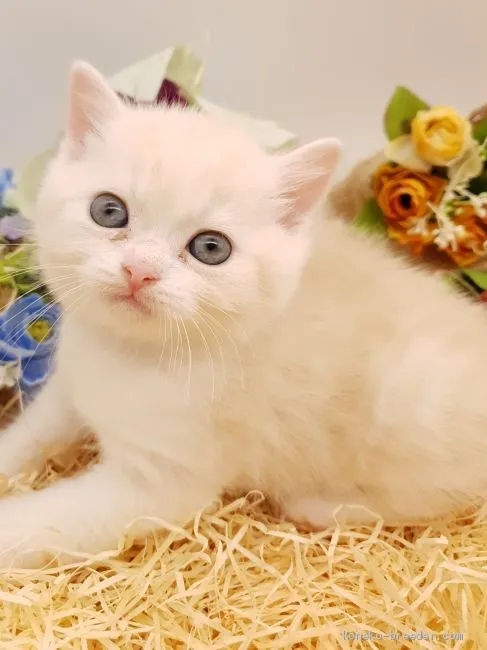 ID：2002-00664の子猫