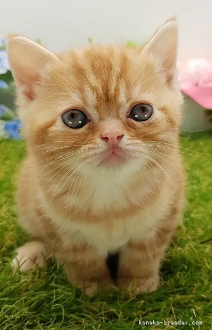 ID：2212-01526の子猫