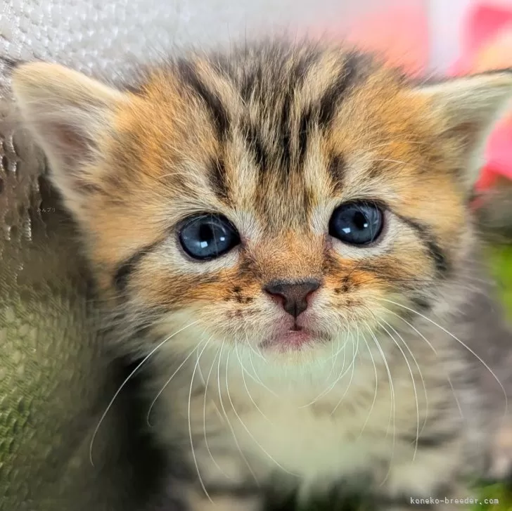 ID：2410-01267の子猫