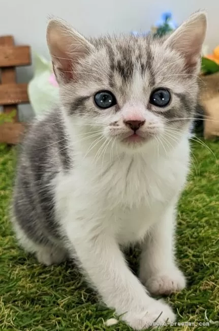 ID:2401-02225の子猫