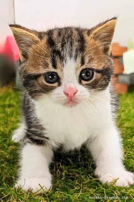 ID：2405-00359の子猫