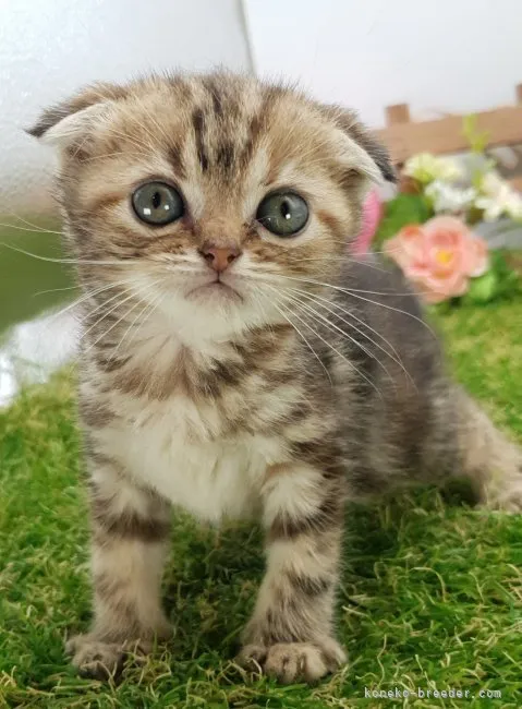 ID：2306-01211の子猫