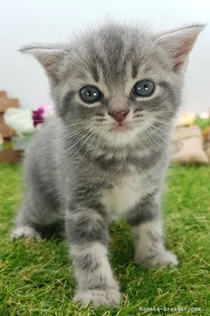 ID：2307-01613の子猫