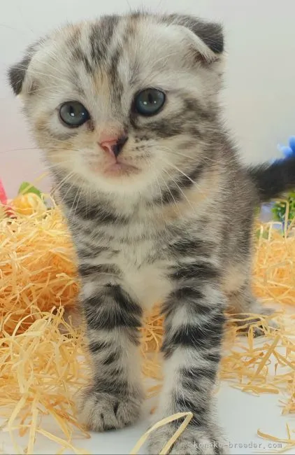 みっくん 様のお迎えした子猫
