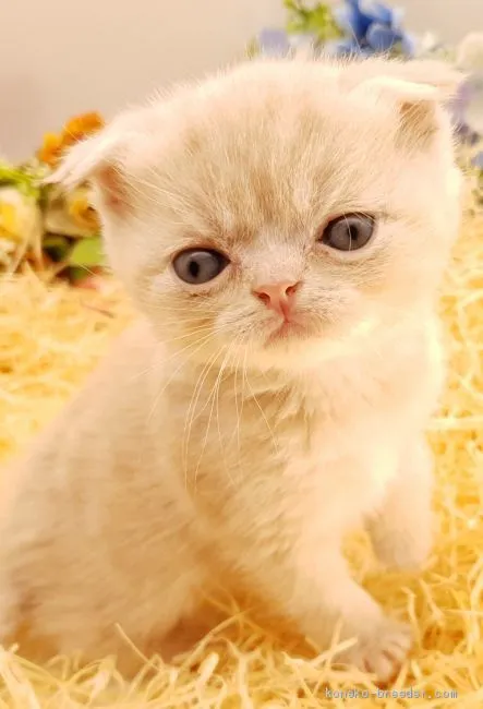 ID:2101-01389の子猫
