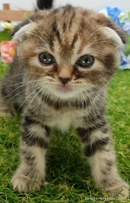 ID:2308-02055の子猫