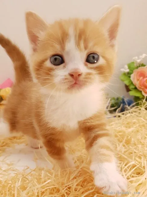 ID：2004-02322の子猫