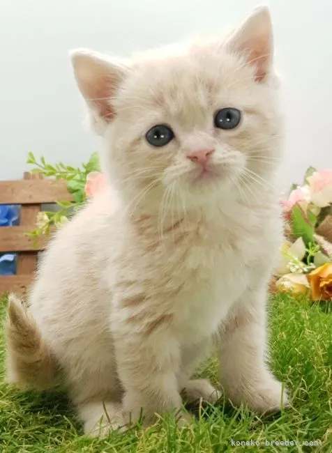 ID：2212-02521の子猫