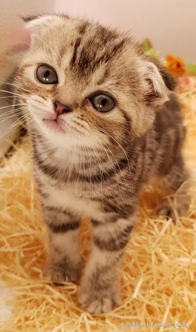 ID：2109-02350の子猫