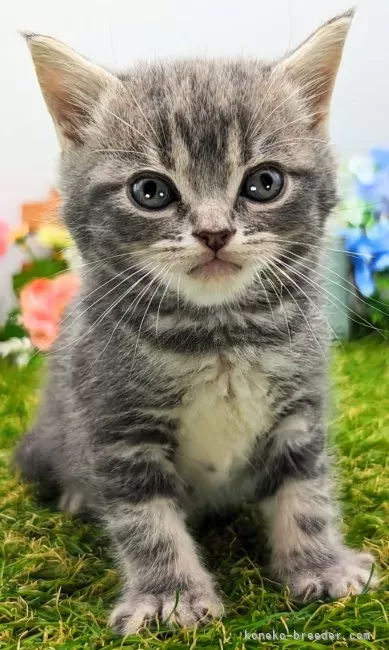 ID：2405-03077の子猫