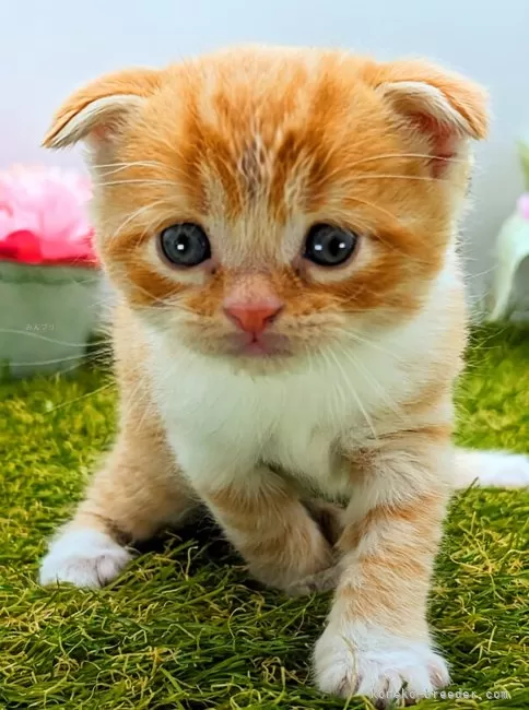 ID：2403-02917の子猫
