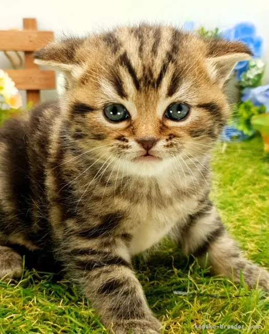 ID:2310-02740の子猫