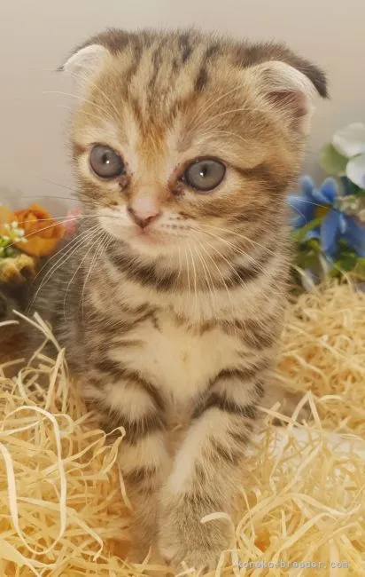 K.Y 様のお迎えした子猫