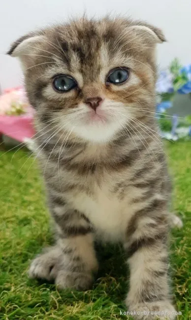 ID：2305-02541の子猫