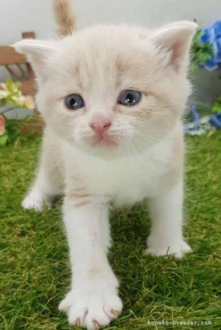 ID：2310-00683の子猫