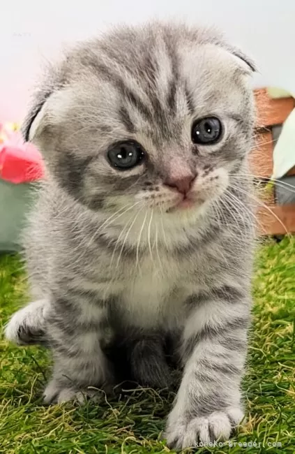 ID：2404-01483の子猫