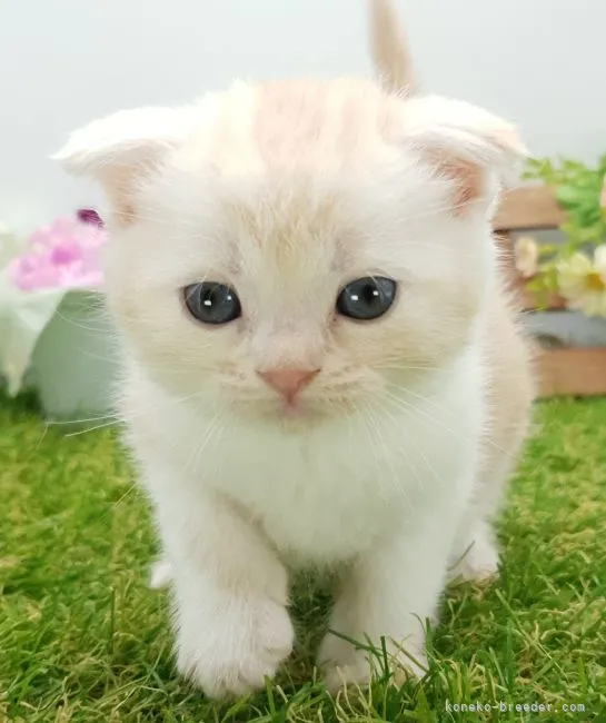 ID：2212-02519の子猫