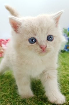 スコティッシュフォールド(立ち耳)【大阪府・男の子・2023年7月24日・クリーム】の写真「もふもふまんまる　おっとり　取っても可愛い」