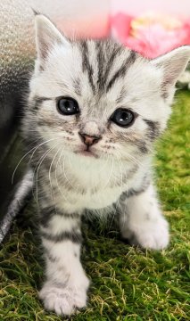スコティッシュフォールド(立ち耳)【大阪府・男の子・2024年3月8日・シルバータビー】の写真「ちょっとびびりがとっても可愛い！毛並み綺麗！」