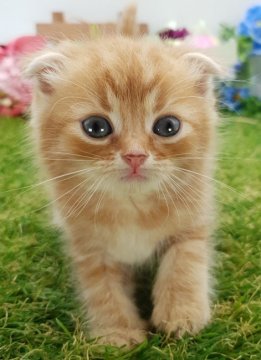 スコティッシュフォールド(折れ耳)【大阪府・男の子・2023年7月11日・レッドタビー】の写真「綺麗なレッドタビー!　とっても大人しい」